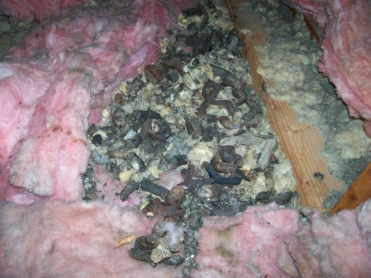 West Central Wisconsin Wildlife Feces on Pink Attic Insulation