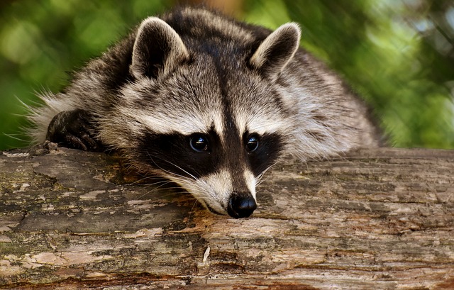 Raccoon Control Critter Control of West Central Wisconsin